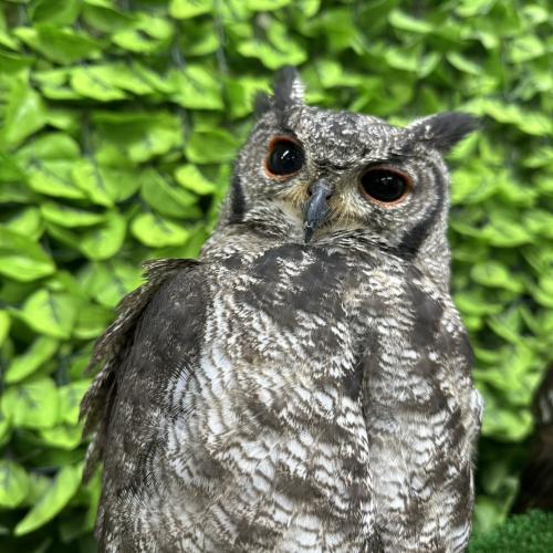 アビシニアンワシミミズクイメージ